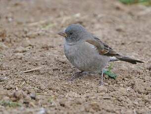 Moineau swahili