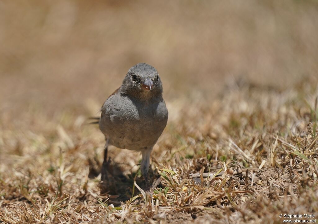 Swahili Sparrow