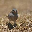 Moineau swahili