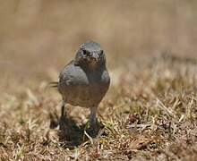Swahili Sparrow