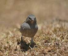 Moineau swahili