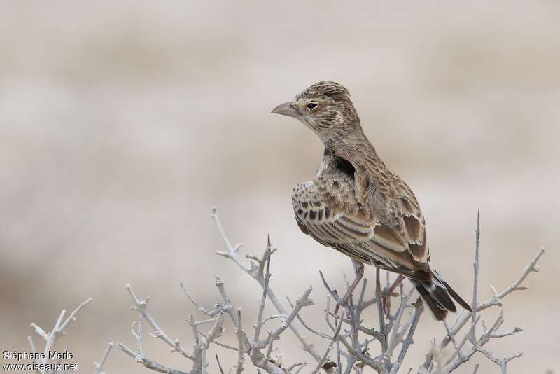 Grey-backed Sparrow-Lark female adult, pigmentation, Behaviour