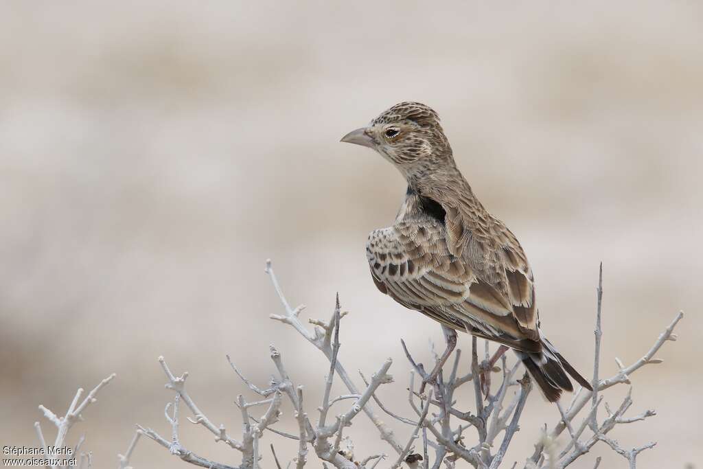 Grey-backed Sparrow-Lark female adult, pigmentation, Behaviour