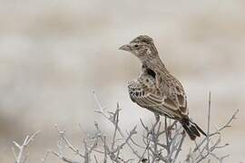 Grey-backed Sparrow-Lark