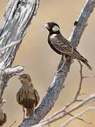 Grey-backed Sparrow-Lark