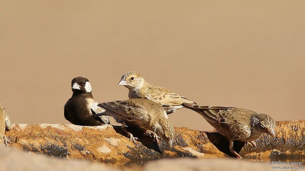 Grey-backed Sparrow-Lark