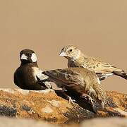 Grey-backed Sparrow-Lark