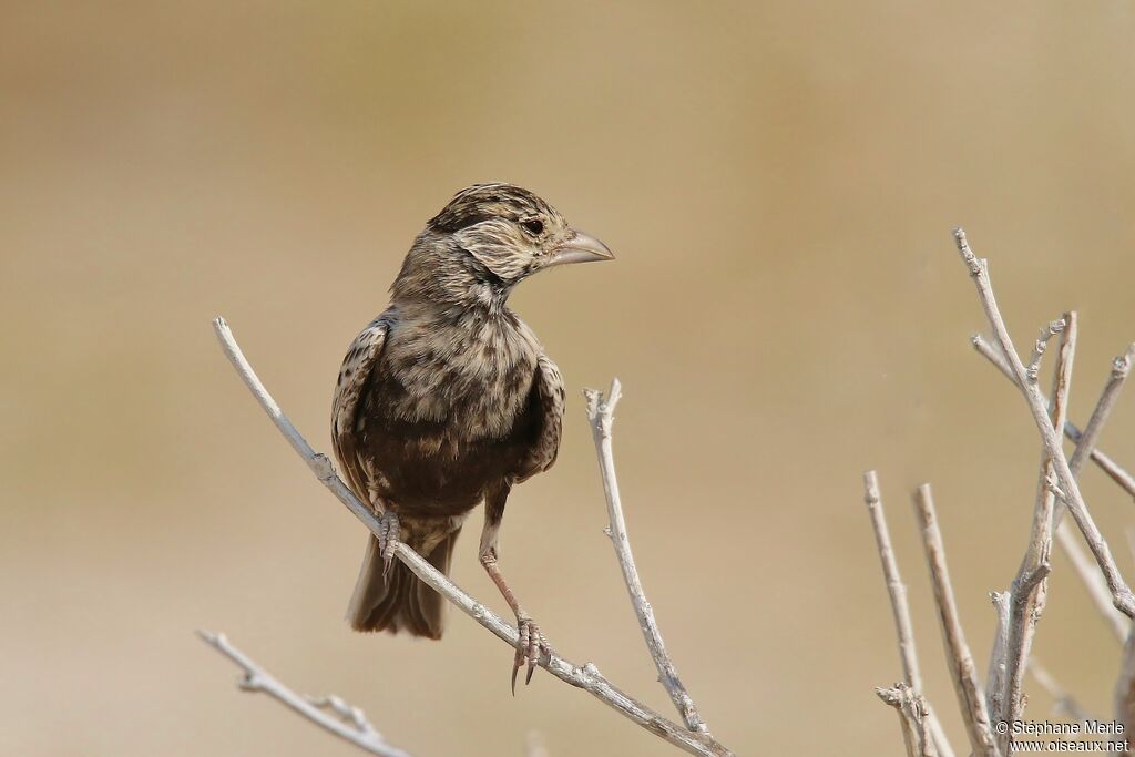 Grey-backed Sparrow-Lark