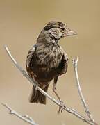 Grey-backed Sparrow-Lark