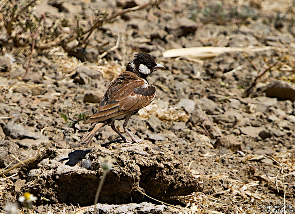 Chestnut-backed Sparrow-Lark male adult