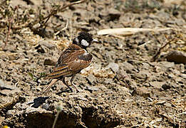 Chestnut-backed Sparrow-Lark