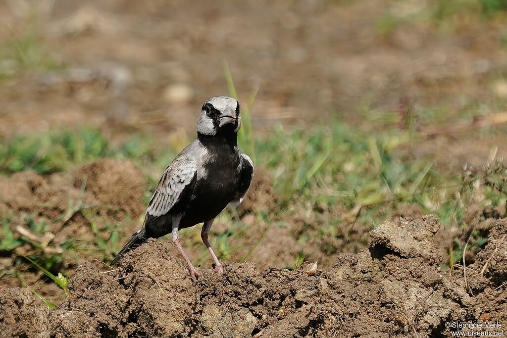 Ashy-crowned Sparrow-Lark male adult