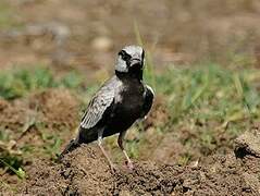 Ashy-crowned Sparrow-Lark