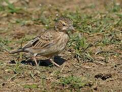 Ashy-crowned Sparrow-Lark