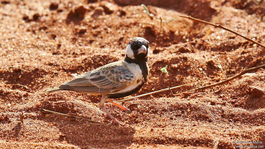 Chestnut-headed Sparrow-Lark male adult