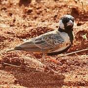 Chestnut-headed Sparrow-Lark