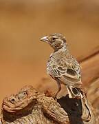 Chestnut-headed Sparrow-Lark