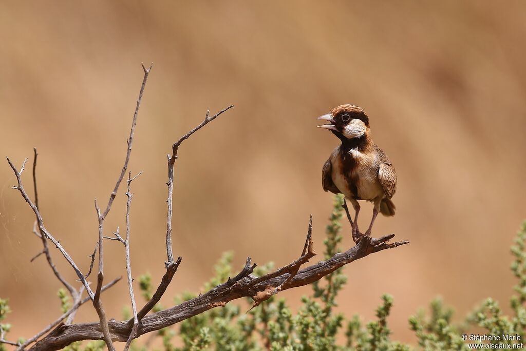 Fischer's Sparrow-Lark male adult