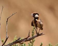 Fischer's Sparrow-Lark