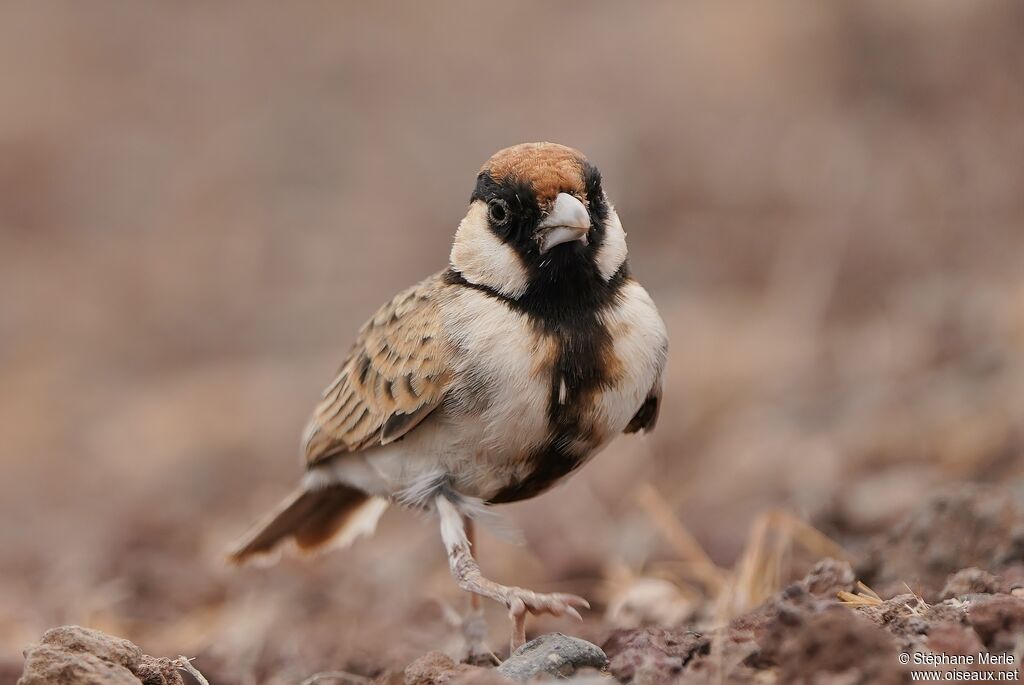 Fischer's Sparrow-Lark male adult