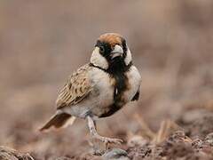 Fischer's Sparrow-Lark