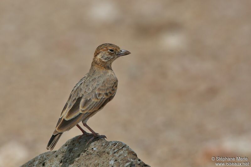 Fischer's Sparrow-Lark female adult