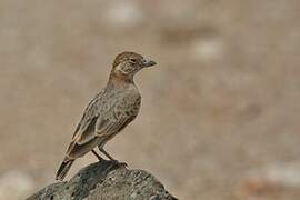 Fischer's Sparrow-Lark