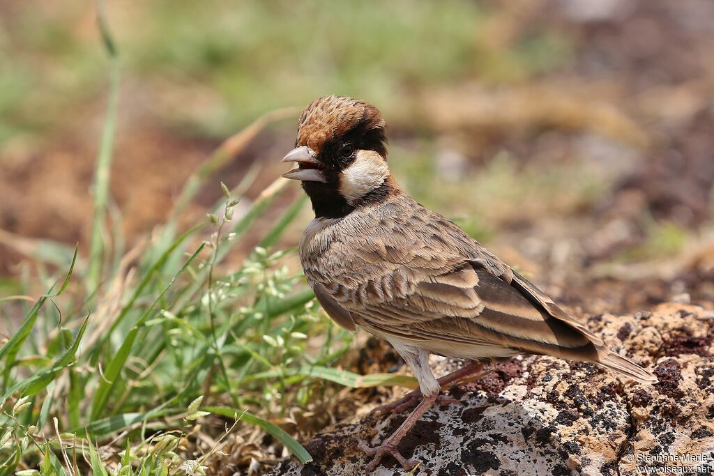 Fischer's Sparrow-Lark male adult