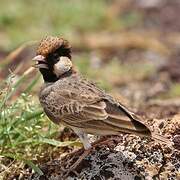 Fischer's Sparrow-Lark