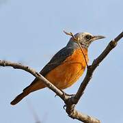 Short-toed Rock Thrush