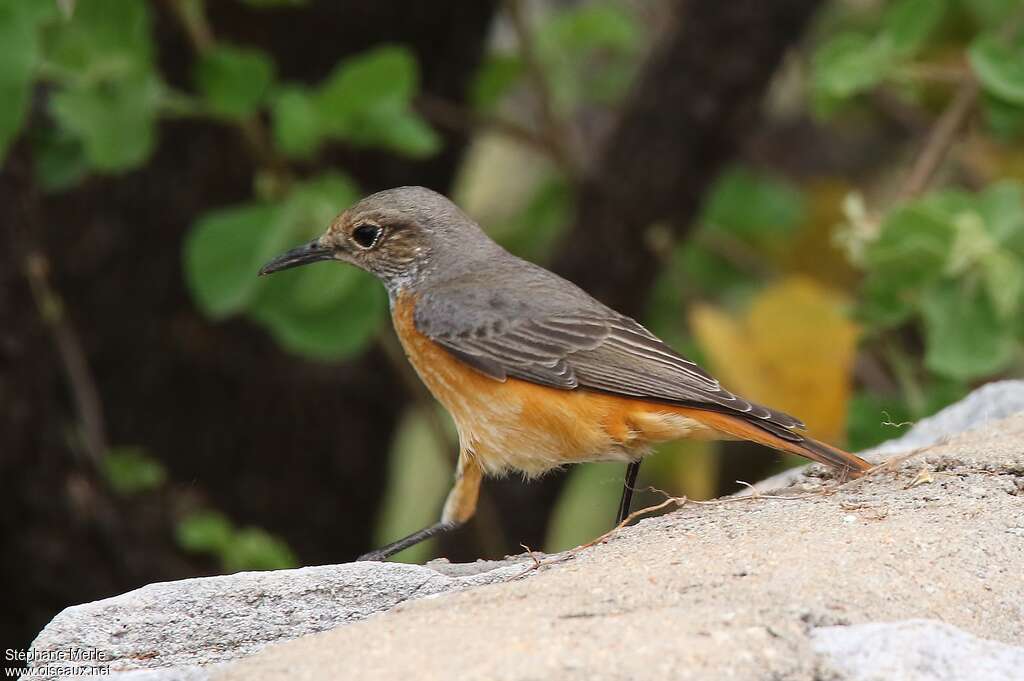 Short-toed Rock Thrush female adult, identification