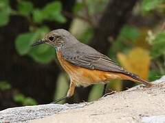 Short-toed Rock Thrush