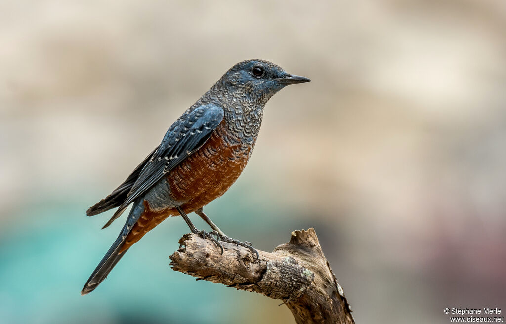 Blue Rock Thrush male adult transition