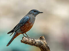 Blue Rock Thrush