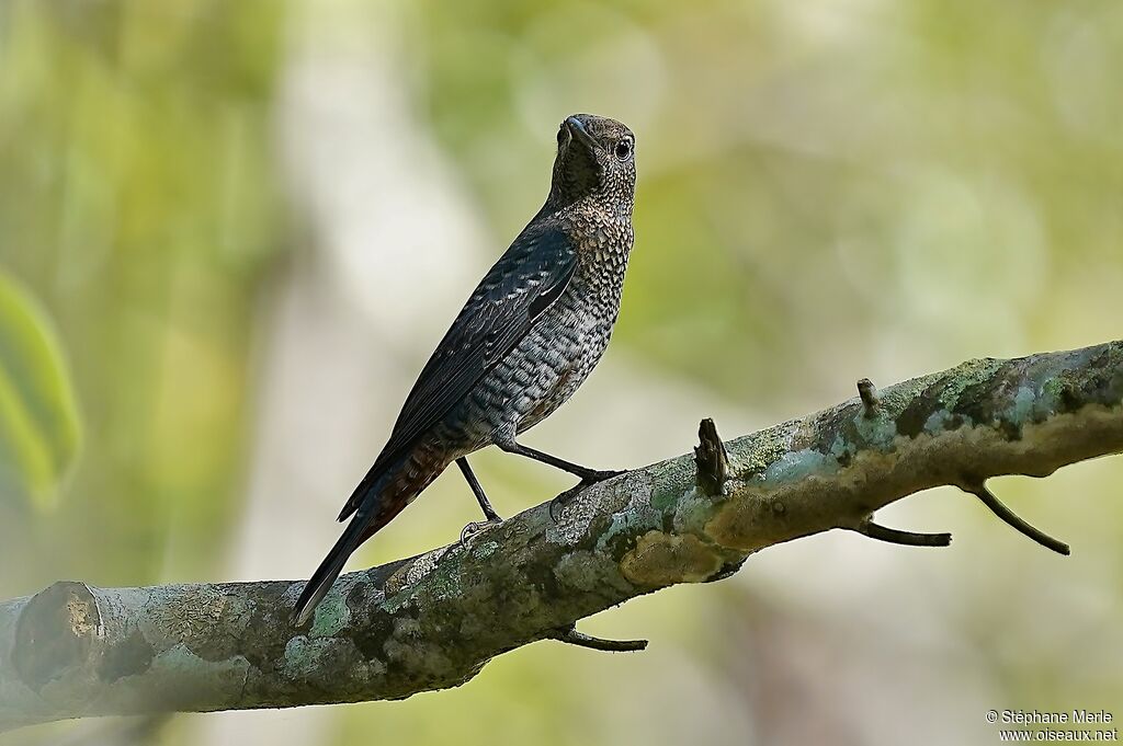 Blue Rock Thrush female adult