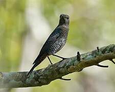 Blue Rock Thrush