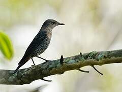 Blue Rock Thrush