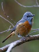 Forest Rock Thrush