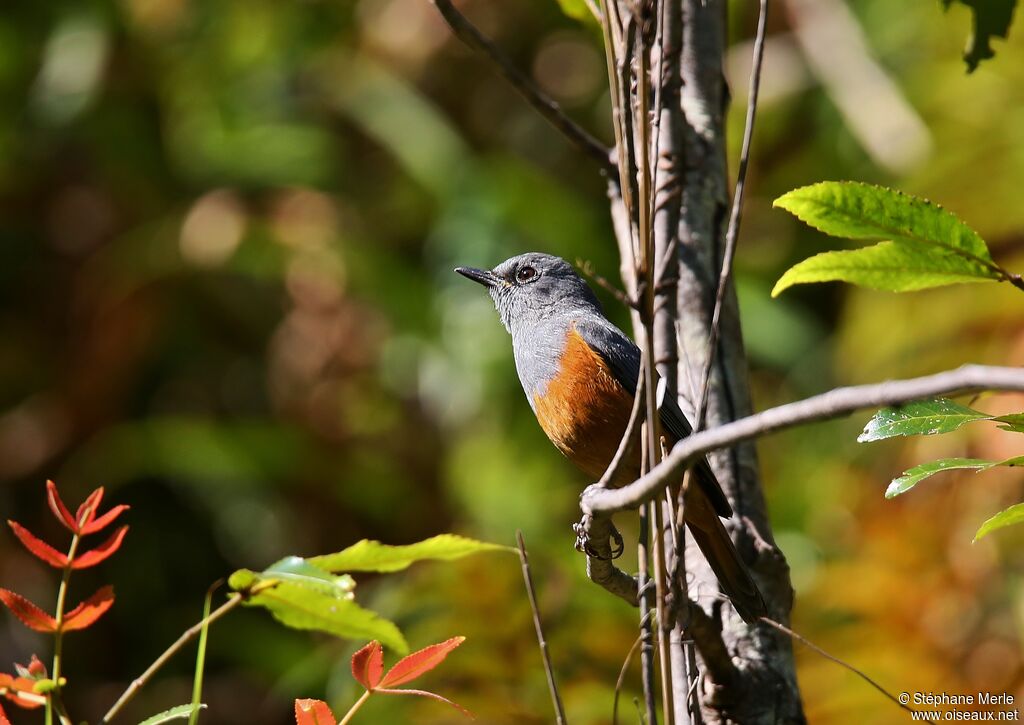 Forest Rock Thrush male