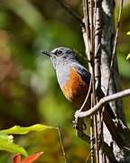 Forest Rock Thrush