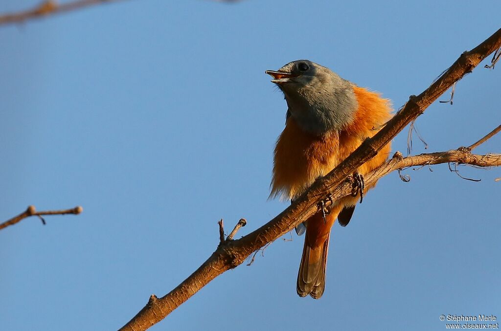 Forest Rock Thrush male adult