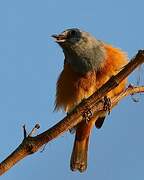 Forest Rock Thrush