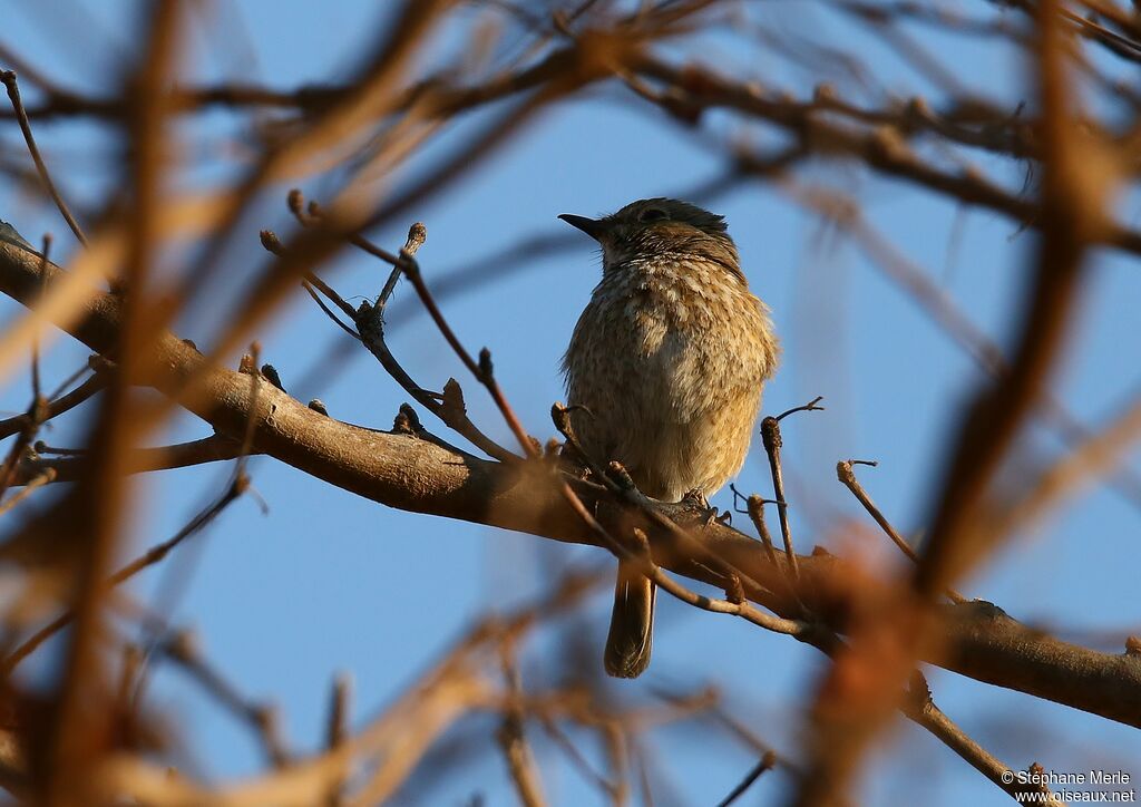 Monticole de forêt femelle adulte