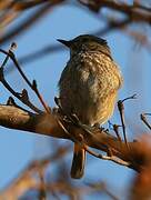 Forest Rock Thrush