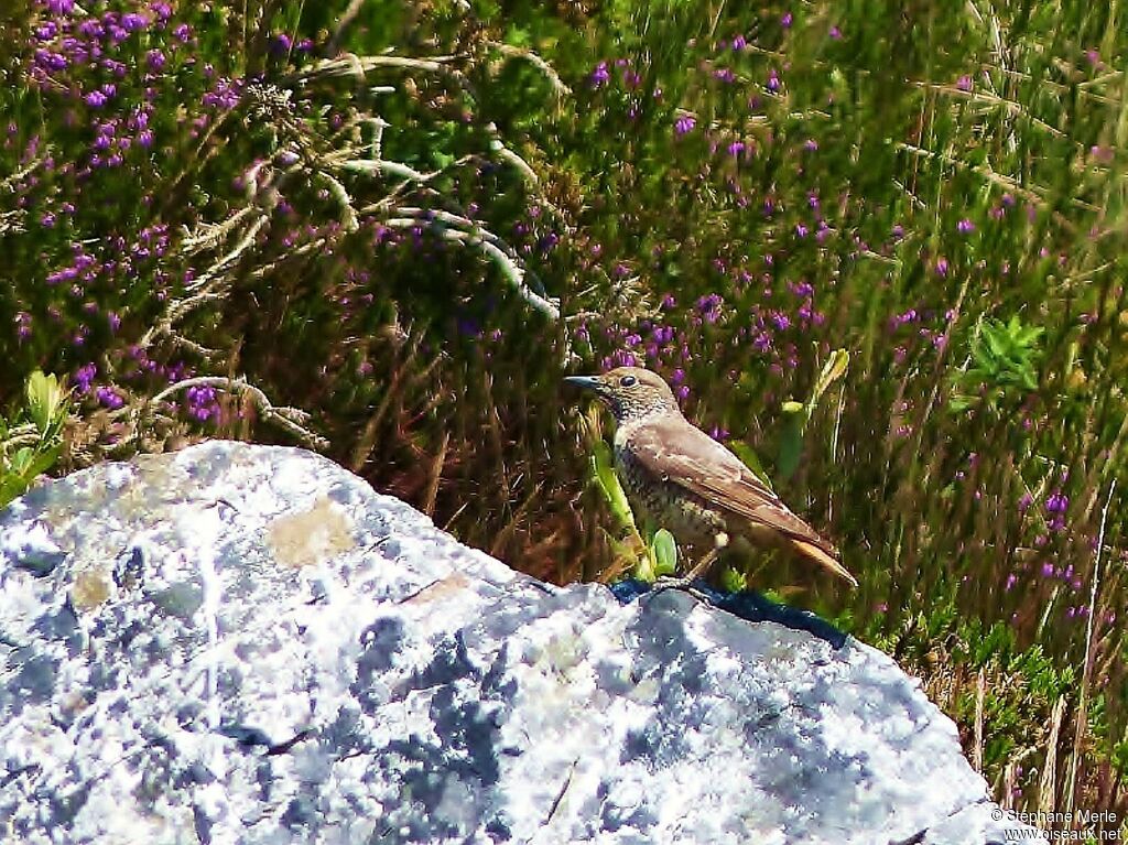 Common Rock Thrush female