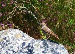 Common Rock Thrush