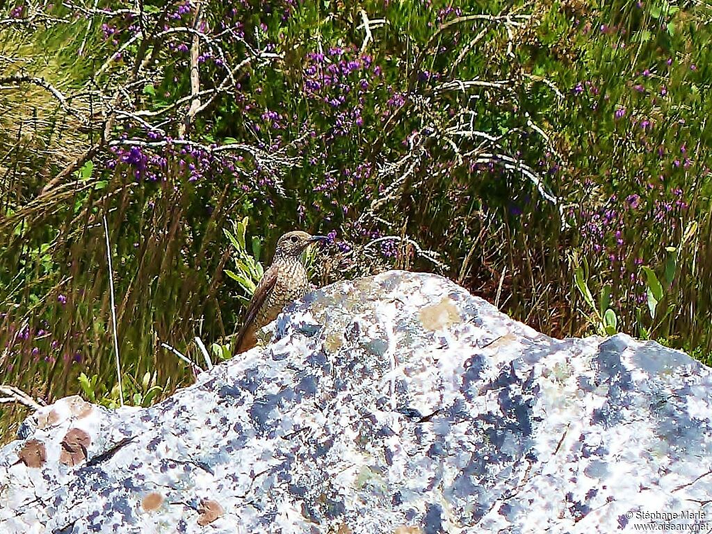 Monticole de roche femelle