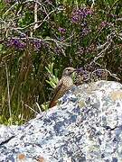 Common Rock Thrush