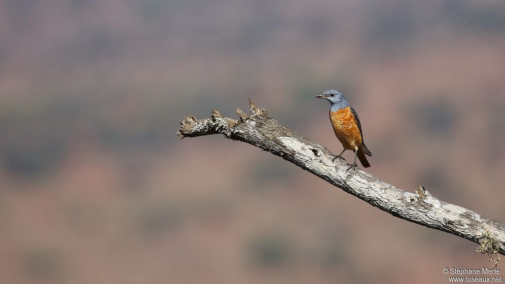 Common Rock Thrush male adult