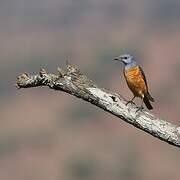 Common Rock Thrush